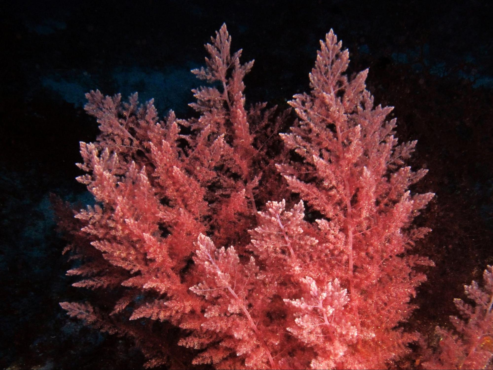 Marine Calcium Ocean sourced Calcium for Stronger Bones 2
