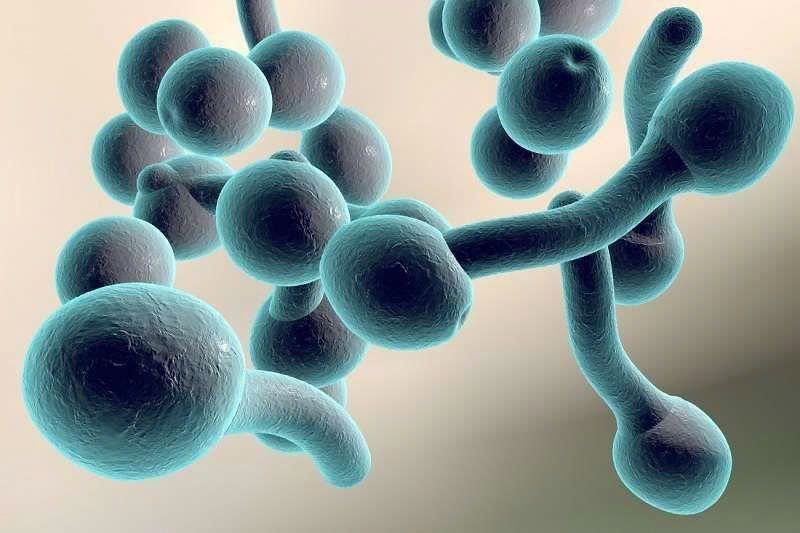 persistent-recurrent-candida-infections-causes-and-effective-management-strategies