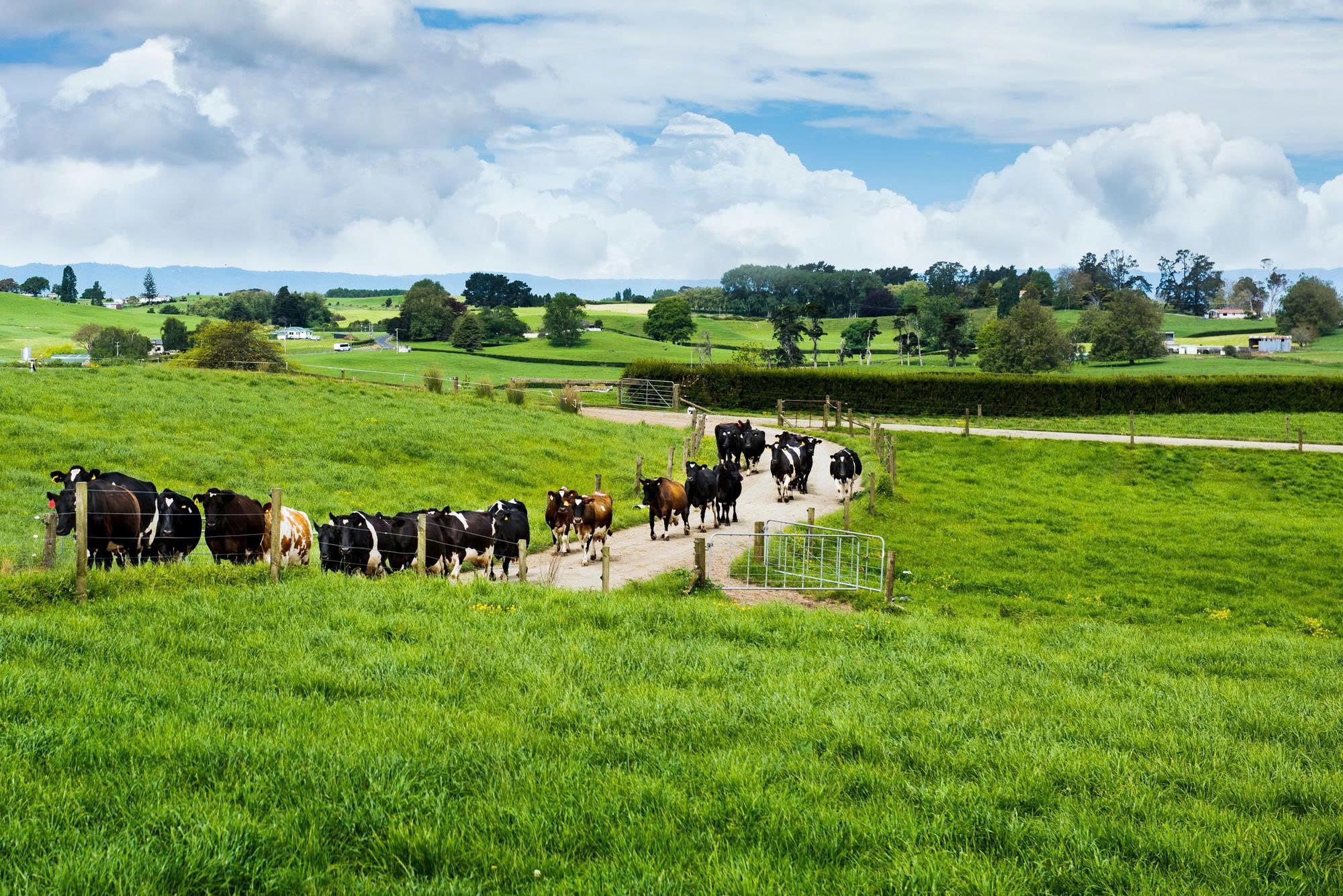 new-zealand-colostrum-a-premium-source-of-nutrition-for-everyday-health