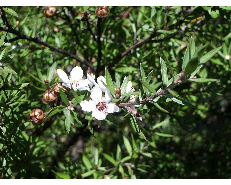 New Zealand Manuka Honey: From its native origin to activity ratings-1