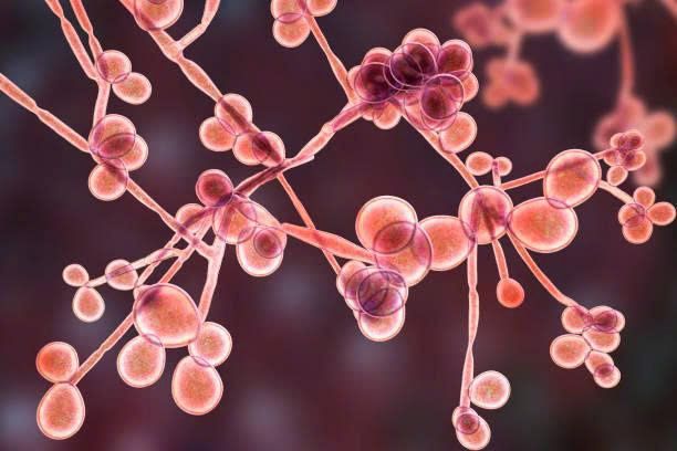 when-candida-overgrows-why-is-microbiome-balance-important (1)
